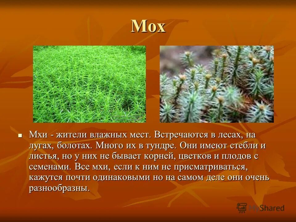 У мхов есть 3 класс. Сообщение о мхах. Мхи краткая информация. Рассказ о мхе. Мхи описание.