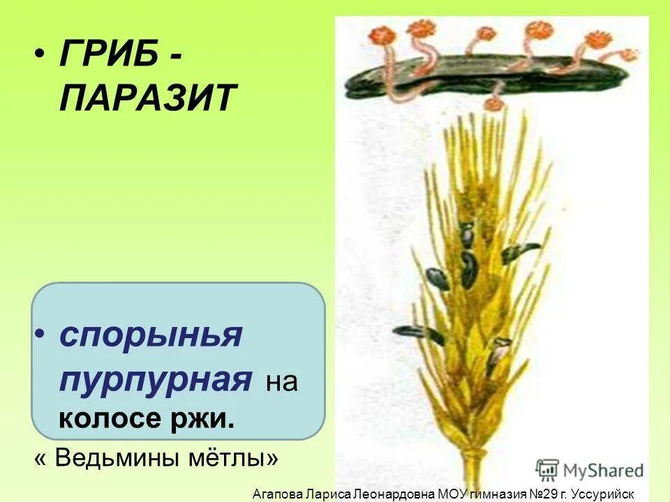 Спорынья гриб паразит. Спорынья пурпурная гриб. Спорынья ржи. Что такое спорынья в биологии 5 класс.