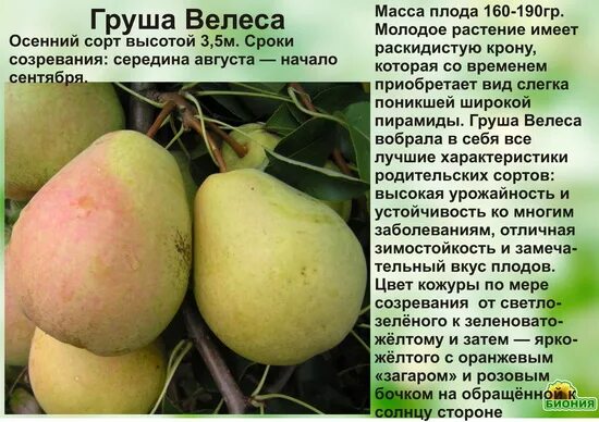 Груша велеса описание сорта опылители. Груша Велеса (осенний сорт). Мичуринская скороспелая груша. Груша Велеса. Груша сорт Велеса.