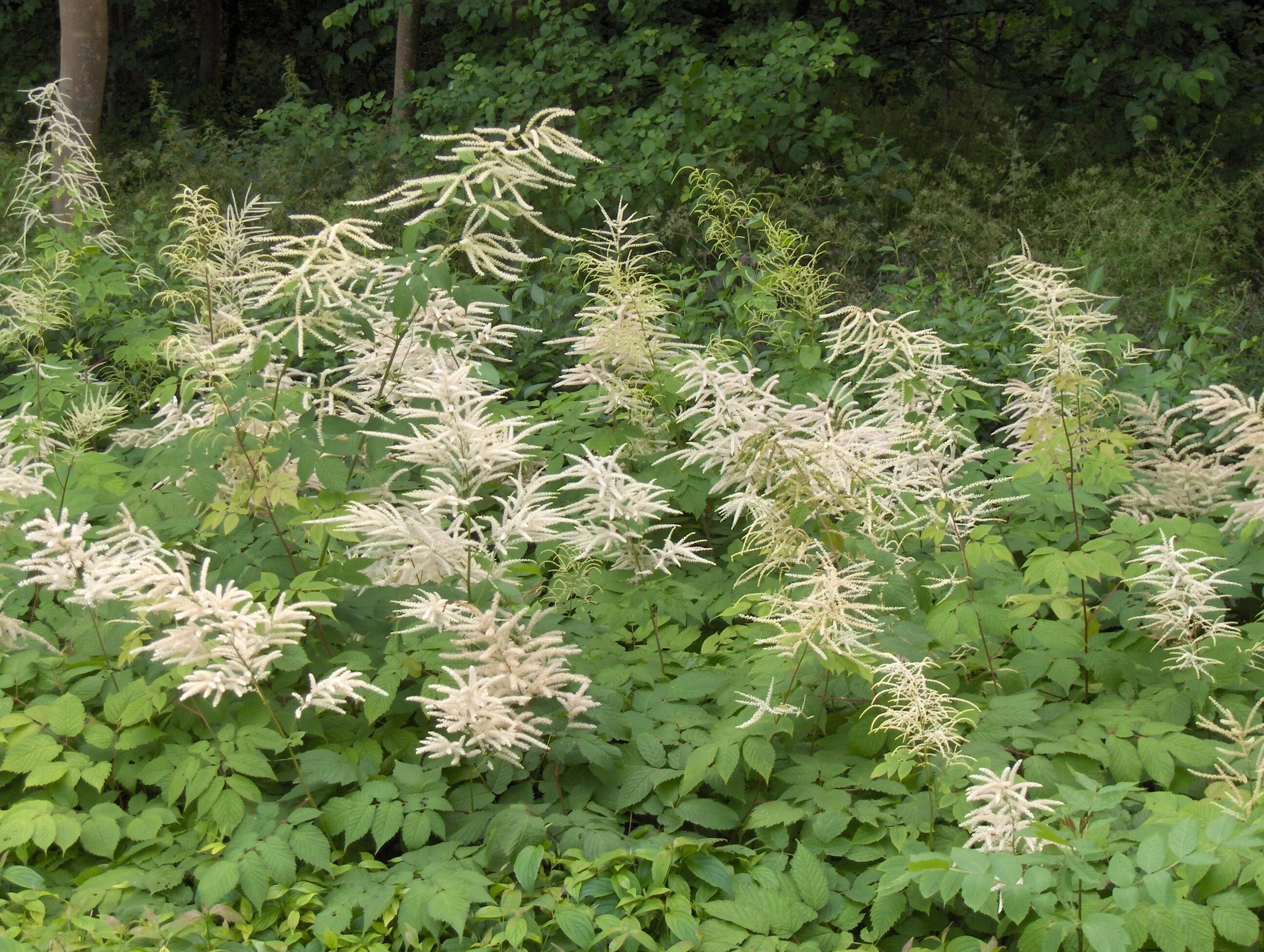 Арункус фото. Волжанка Арункус обыкновенная. Aruncus dioicus. Волжанка двудомная (Aruncus dioicus). Арункус гибридный Йоханифест.