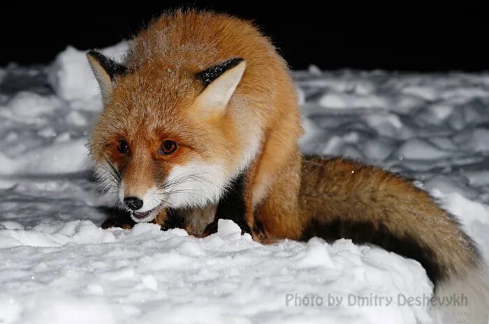 Лисы на Байкале. Информация о лисе. Малиновая лисица. K fox