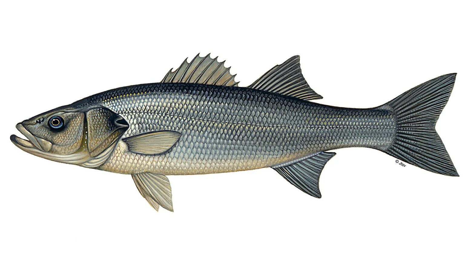 сибас черноморский. Dicentrarchus labrax рыба. лаврак обыкновенный. сибас лаврак. сибас лаврак.