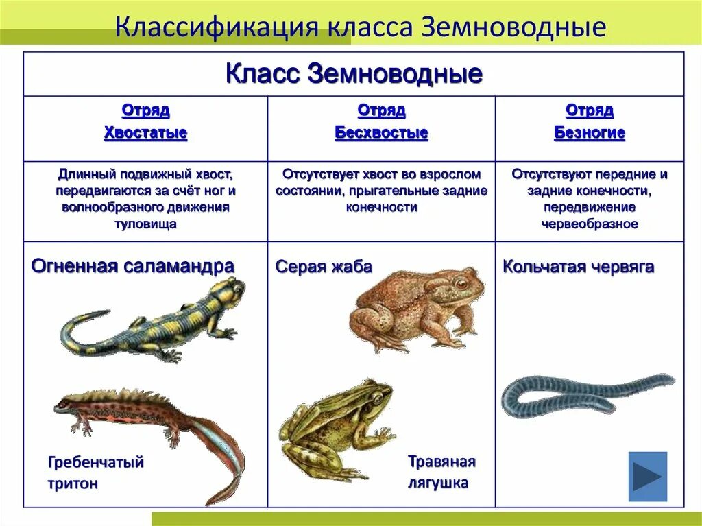 Схема класса земноводные. Систематика земноводных 7 класс. Систематика амфибий 7 класс. Земноводные классификация 7 класс. Классификация класса земноводных.