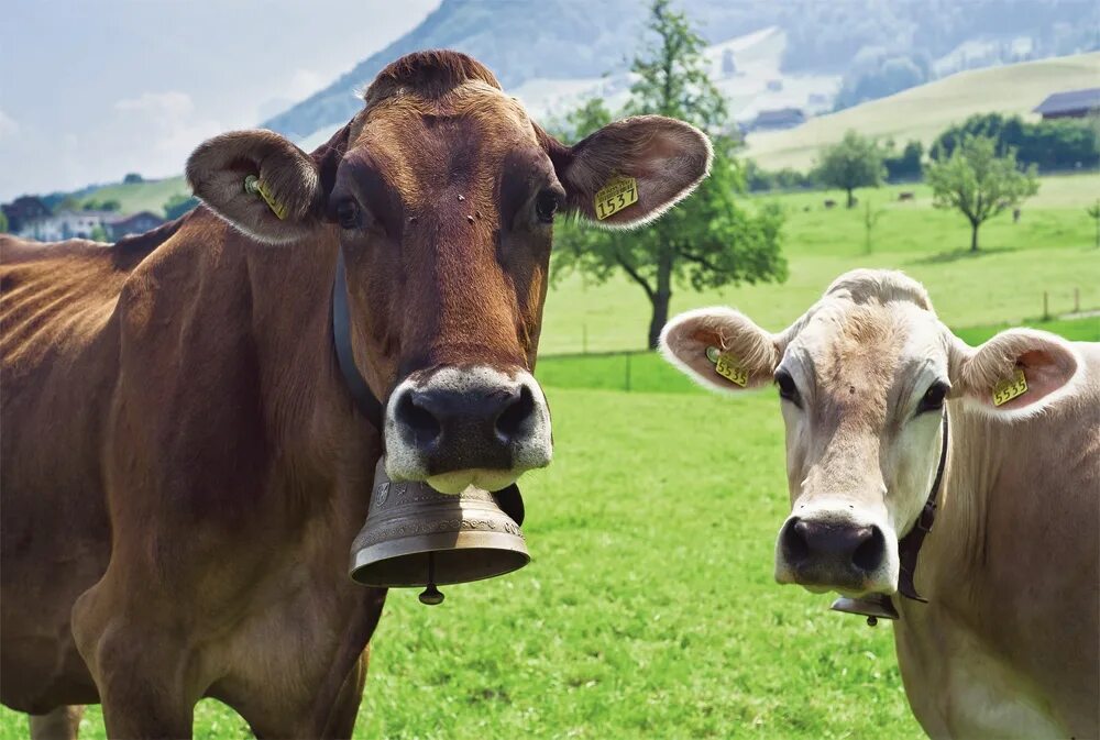 Сон коровка. Швейцарские коровы. Коровы в Швейцарии. Колокольчик корова. Швейцарский колокольчик для коров.