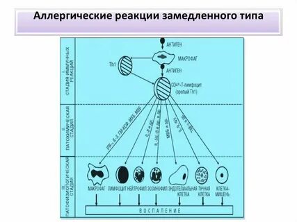 Навлекают аллергические реакции