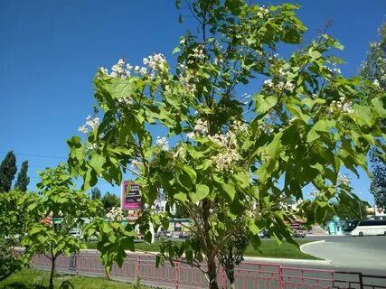 Катальпа дерево фото