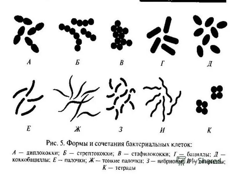 Назовите формы бактериальных клеток. Основные формы бактерий рисунок. Основные формы бактерий. Размеры бактериальных клеток.. Диплококки форма бактерии. Нарисуйте основные формы бактерий..