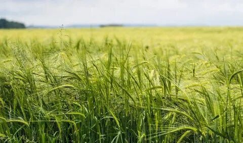 Хабаровский край хозяйство