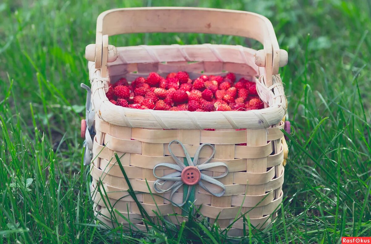 Ягоды в лукошке. Туесок с земляникой. Туесок с ягодами. Кузовок с ягодами.
