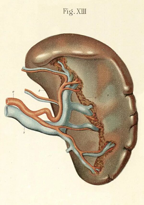Spleen анатомия. Селезенка анатомия Синельников. Сосуды селезенки анатомия. Селезенка картинка