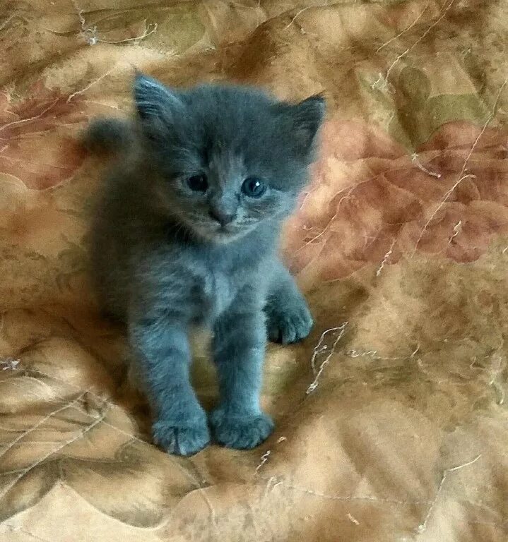 дымчатый маленький кот. маленькие котята продаются. ангорские котята 1 месяц. добрый котенок. кошечку в хорошие руки.