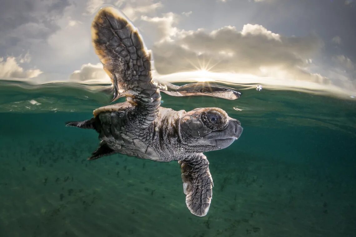 Удачный картинки. Лучшие снимки National Geographic. Нейшнл Джеографик. Снимок года от National Geographic. Нэшнл географик животные.