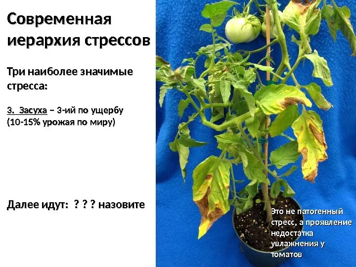 Стресс растений. Осмотический стресс растений. окислительный стресс у растений. стресс факторы растений. фазы стресса у растений.