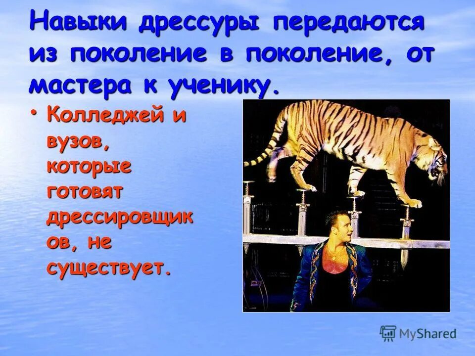 Воспитание собаки. Как пишется слово дрессировка. Как пишется слово дрессировка. Профессии передаваемые из поколения в поколение. Подражательный метод дрессировки собак.
