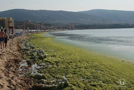 Цветет ли анапа. Водоросли в Геленджике. Цветет ли море в Геленджике.