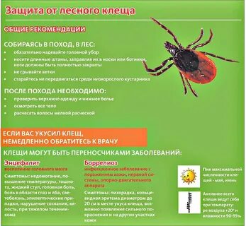 Почему столько клещей