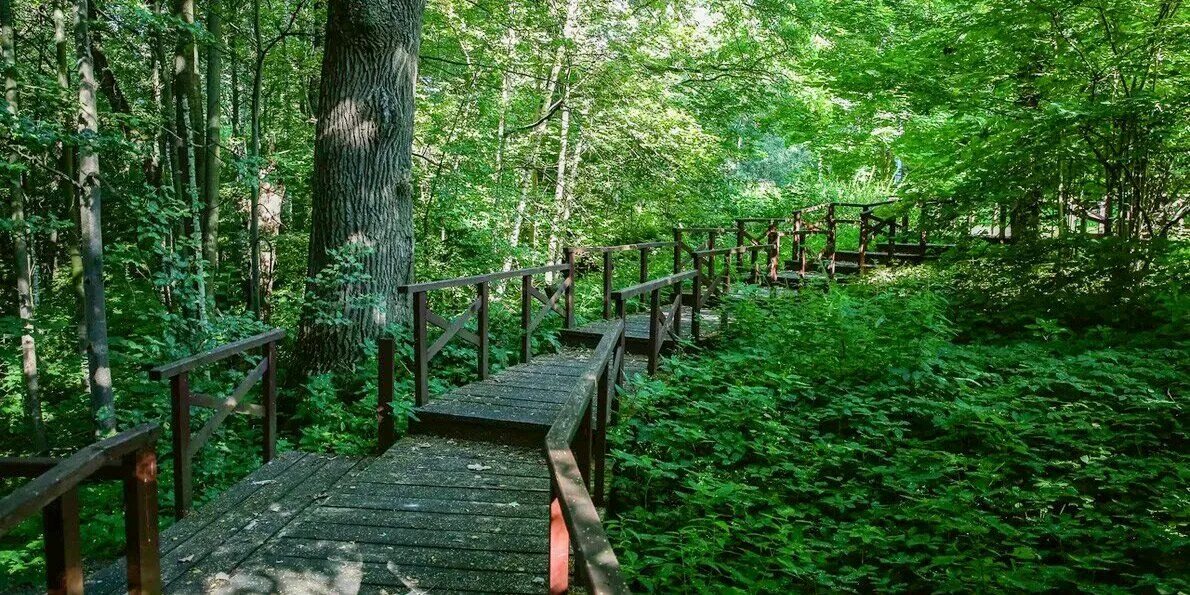Битцевский лесопарк (битцевский лес). Парк царицыно заповедник лес. Битца лесопарк. Березовая роща кисловодск. Панорама зеленого города.
