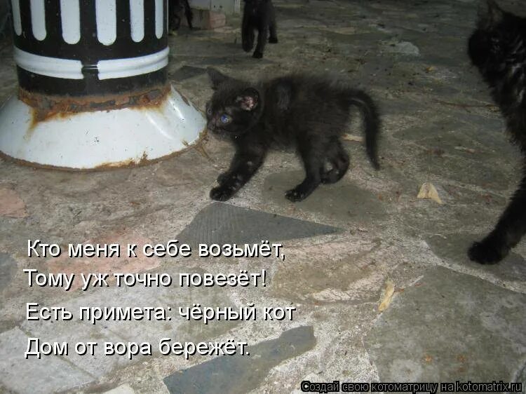 Черный кот хорошо или плохо. Черный кот примета. кошка пришла в дом примета. чёрный кот в доме приметы. приходит черный кот примета.