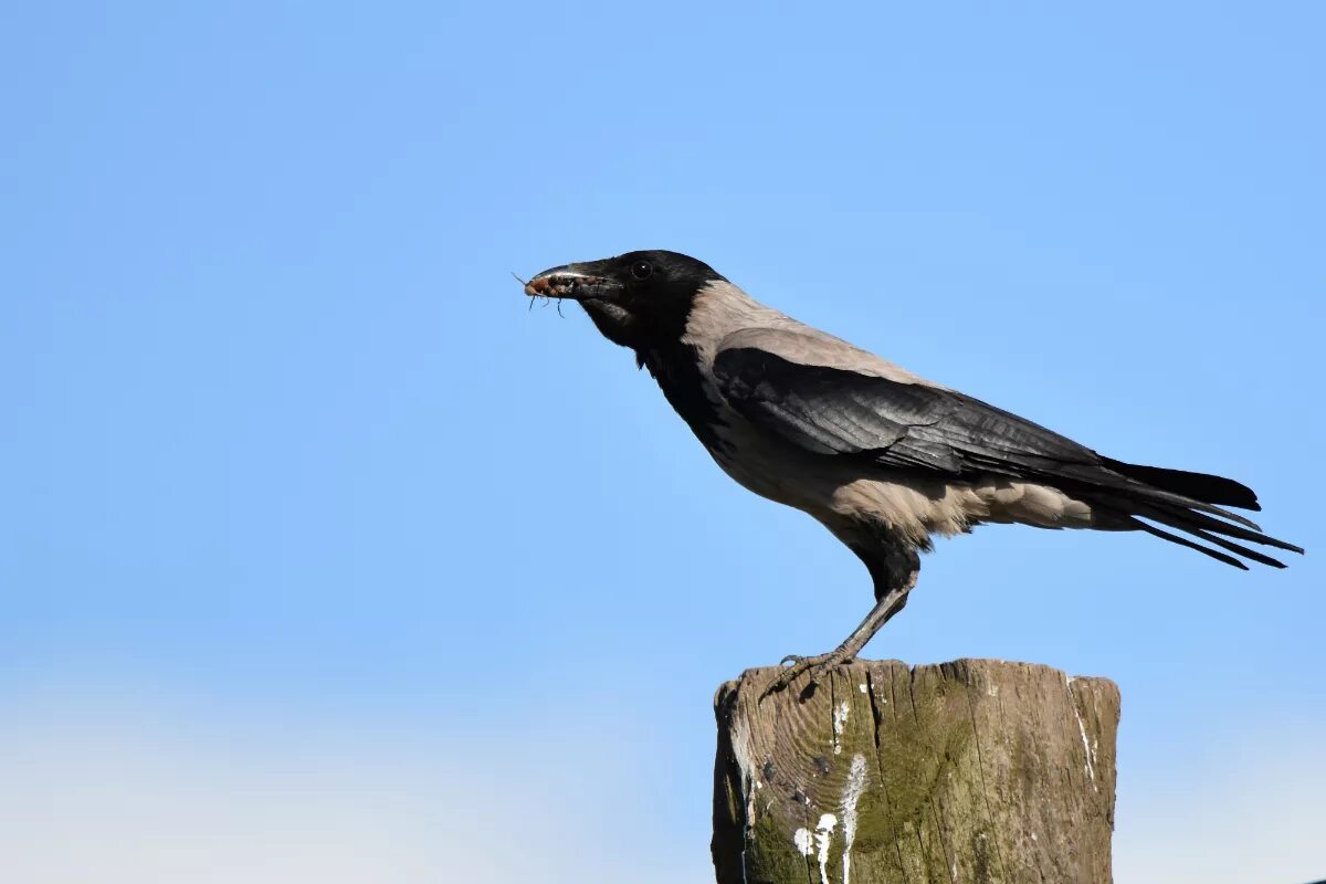 Corvus cornix. Серая ворона. Большая серая ворона. Вороная серая. Видеть серую ворону