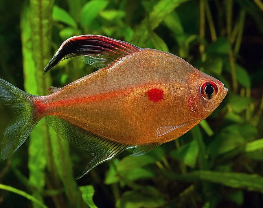 Тетрадон карликовый. Аквариумная рыбка 5 на а. Аквариумная рыбка бабочка апистограмма. Тетрадон зеленый карликовый. Расбора клинопятнистая эспеи.
