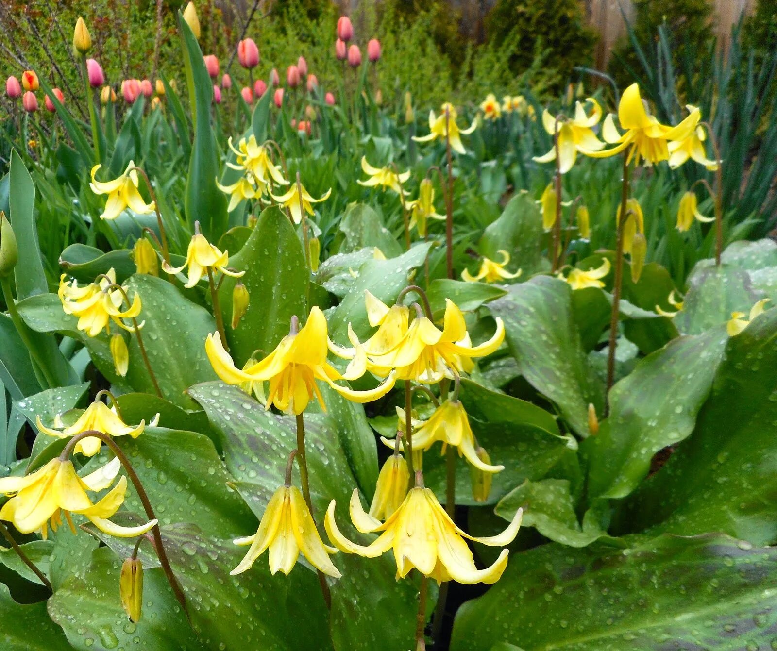 Кандык желтый. Кандык туолумнийский Erythronium tuolumnense. Эритрониум Pagoda. Эритрониум Kondo "Кондо". Эритрониум