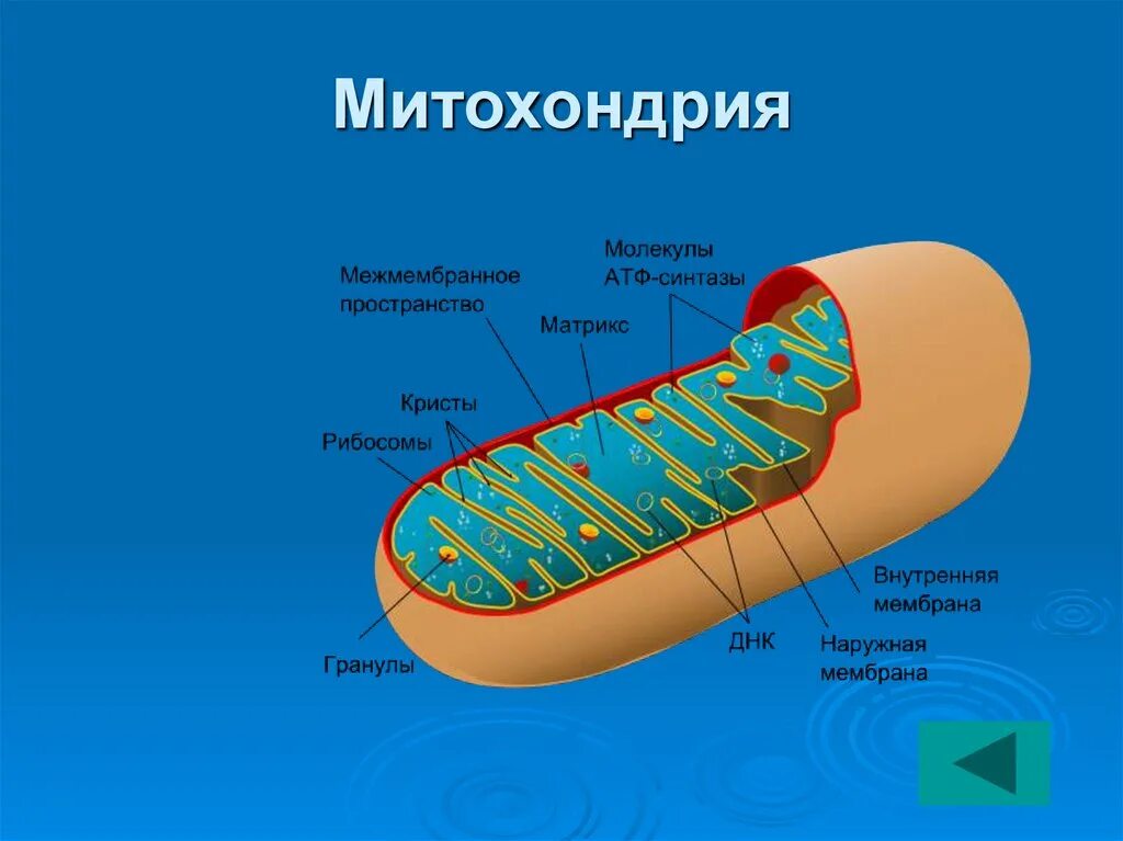 Каково строение митохондрии. Структура органоидов митохондрия. Матрикс митохондрий. Митохондрии строение органоида. Строма митохондрии.