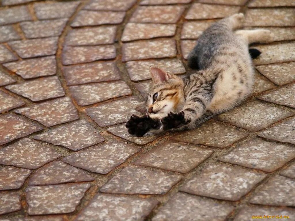 Жизнь кошечек. Жизнь кошек. идеальный кот. жизнь с кошками приколы. прикольные кототемы.