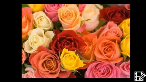 Its rose