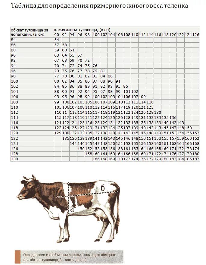 Живой вес сколько мясо. Таблица расчёта живого веса КРС коров. Таблица измерения КРС живым весом Быков. Таблица измерения КРС живым весом Быков рулеткой. Таблица определения живого веса крупного рогатого скота.