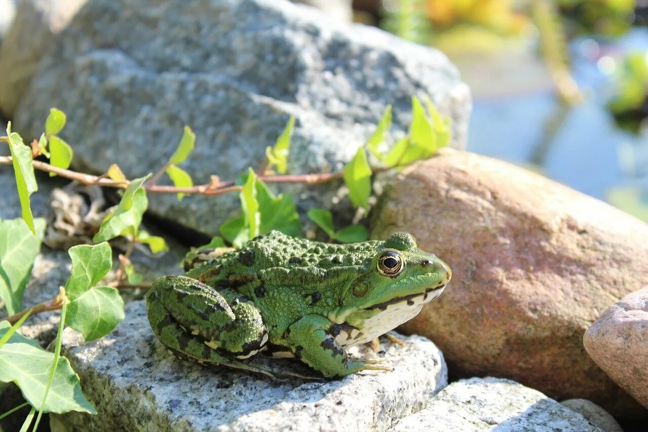 Особенности образа жизни лягушки. Земноводные жаба. Амфибия лягушка. Зеленая жаба среда обитания. Среда обитания зелёной лягушки.