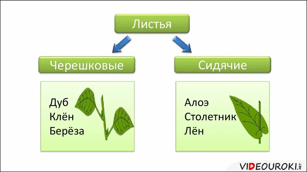 Черешковые и сидячие листья. Черешковый или сидячий лист. Лист березы черешковый или сидячий. Что такое черешковый лист и сидячий лист.