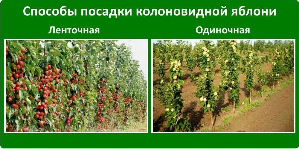Схема посадки саженца яблони. На каком расстоянии сажать колоновидные. На каком расстоянии сажать колоновидные. Саженец колоновидной яблони. Правильная посадка саженцев яблони.