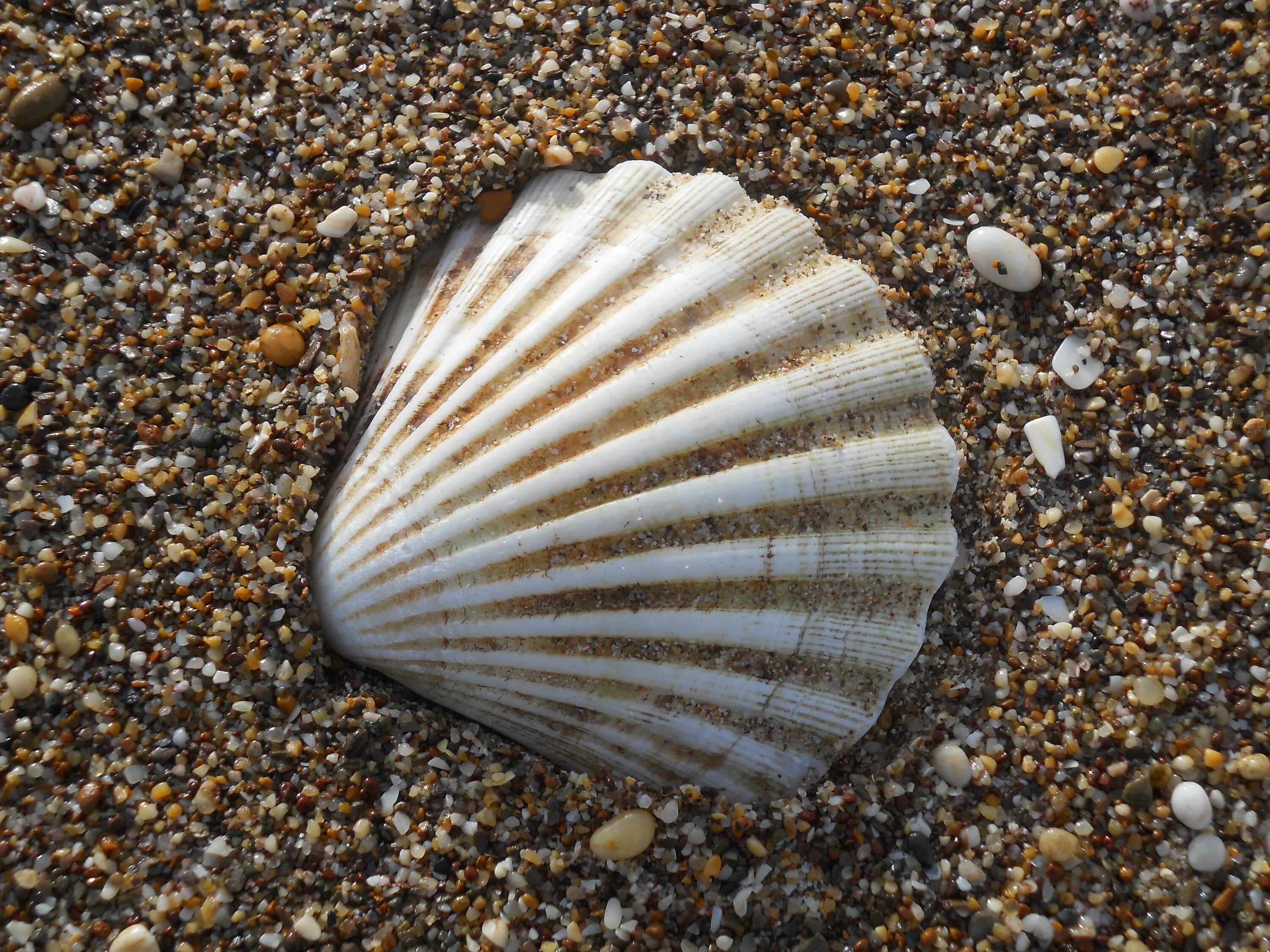 Двустворчатый моллюск Венерка. Ракушки Геншин. Seashell Лоо. Ракушка у женщин фото