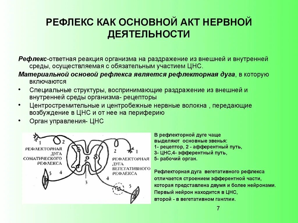 Основной акт. Рефлекторный принцип деятельности ЦНС физиология. Рефлекс и рефлекторная дуга физиология. Рефлекторная дуга функции формирования. Рефлекс нервная система.