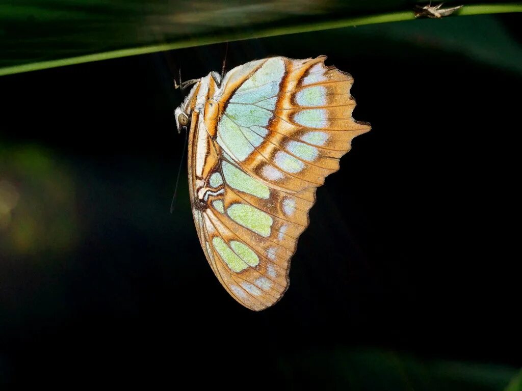 Siproeta stelenes. Бабочки спят ночью. Спящие ночью бабочки