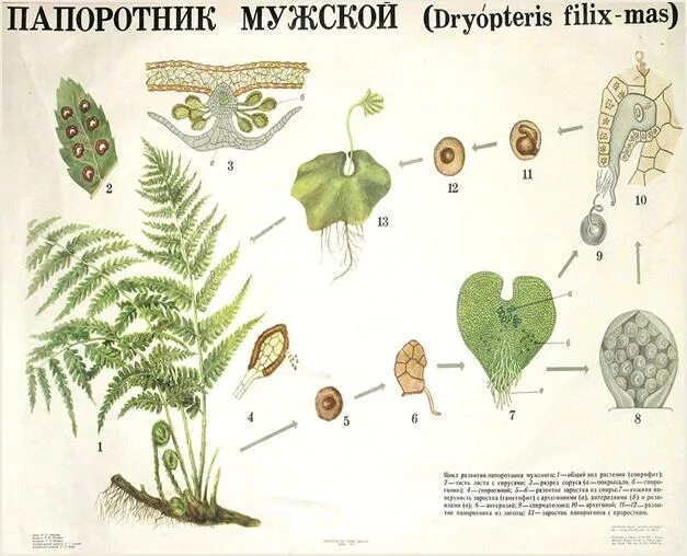 Спорангий папоротника схема. Строение соруса папоротника. Строение спорангия папоротника. Спорангий щитовника мужского. Каким номером на схеме обозначена спора папоротника