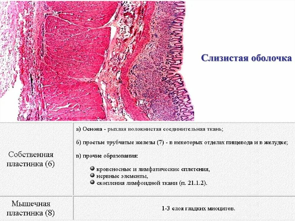 Слизистая оболочка локализация. Собственная пластинка слизистой оболочки. Подвижная и неподвижная слизистая оболочка. Признаки атрофией слизистой оболочки