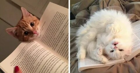 Кот требует внимания
