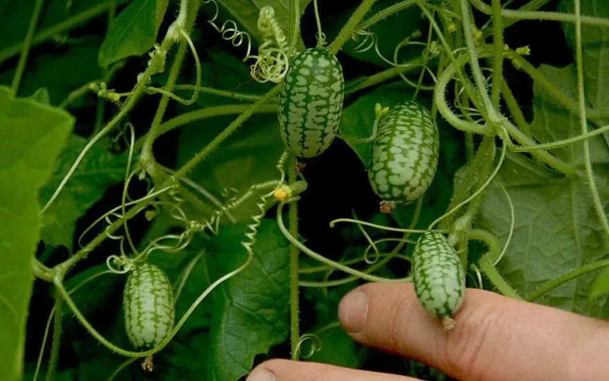 Мелотрия шершавая (melothria scabra). Огурцы маленькие арбузики. Мелотрия лианы. Мелотрия малютка. Африканский огурец мелотрия.