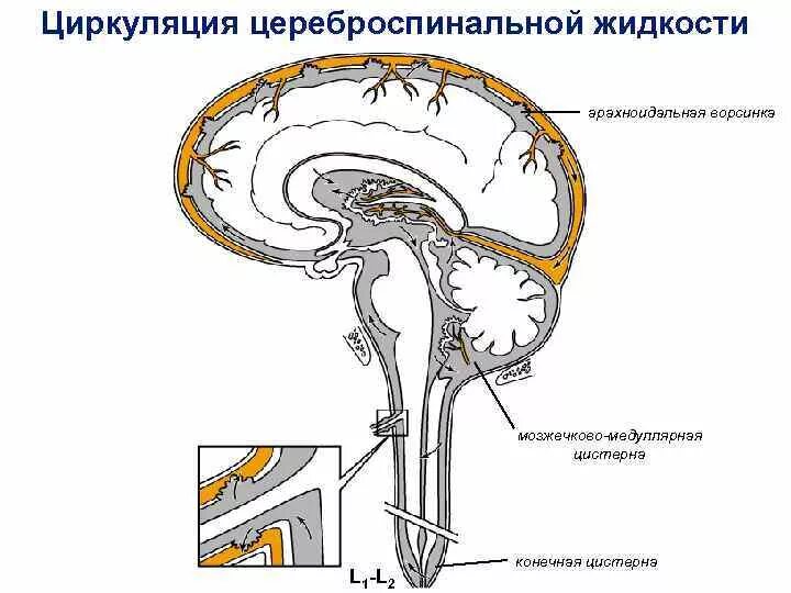 Расширенные ликворные пространства. Схема циркуляции спинномозговой жидкости. Циркуляция ликвора в головном мозге схема. Схема системы циркуляции цереброспинальной жидкости.. Схема путей циркуляции спинномозговой жидкости.