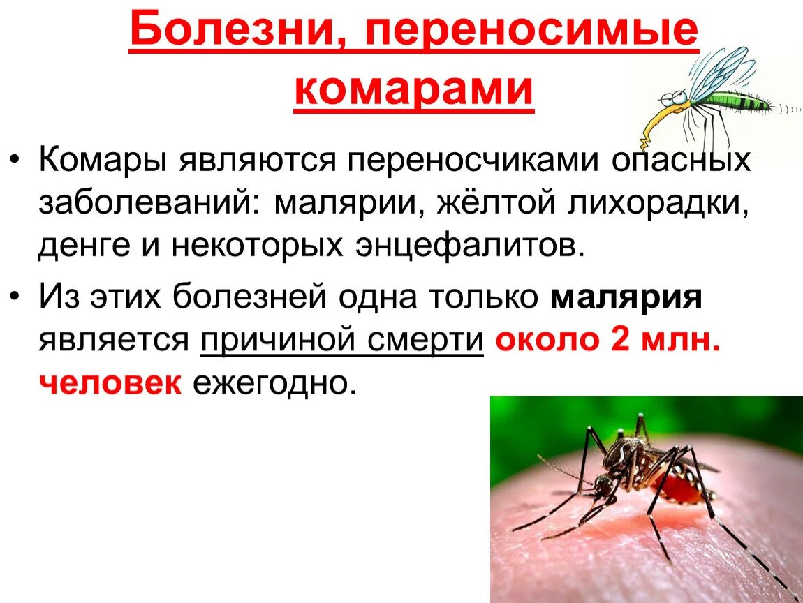 Является переносчиком клеща заболевание. Комары переносчики Денге. Комары являются переносчиками. Какие заболевания переносят комары. Малярийный комар переносчик.