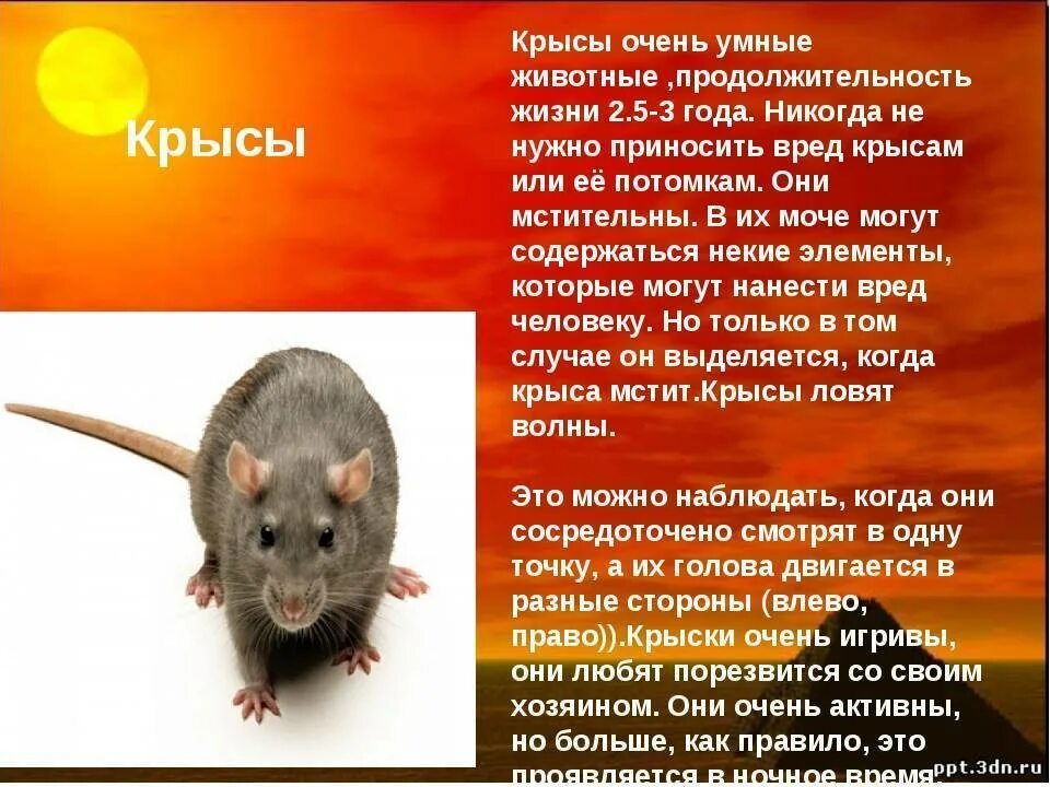 Продолжительность жизни домашней крысы. Крыса дикая и декоративная. Крыса умное животное. Крыса годы жизни. Срок жизни крысы.