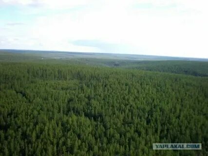 Бескрайняя тайга 1 час