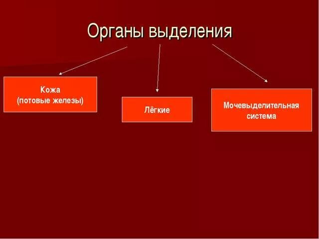 Кластер по выделительной системе. Кластер органы выделения. Выделительная система кластер. Кластер система органов. Урок выделение 8 класс