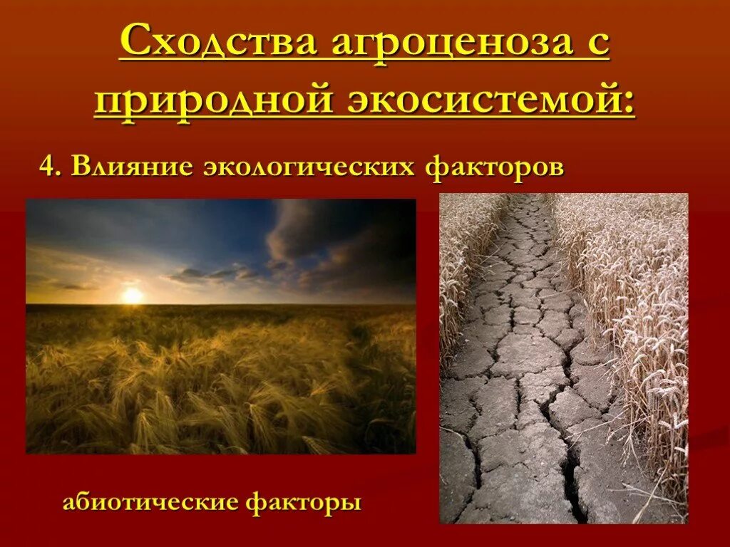 4 агроценоз. Сходства агроценоза с природной экосистемой. Агроценоз и естественная экосистема. Влияние на окружающую среду биогеоценоза и агроценоза. Агроценоз это в биологии.