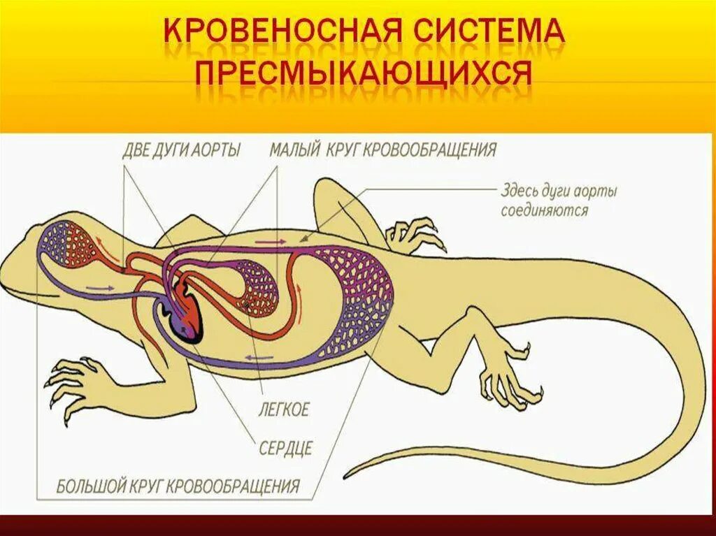 Большой круг кровообращения рептилий. Сердечно сосудистая система пресмыкающихся. Схема кровообращения рептилий. Класс пресмыкающиеся строение кровеносной системы. Пресмыкающиеся кровеносная система 7 класс.