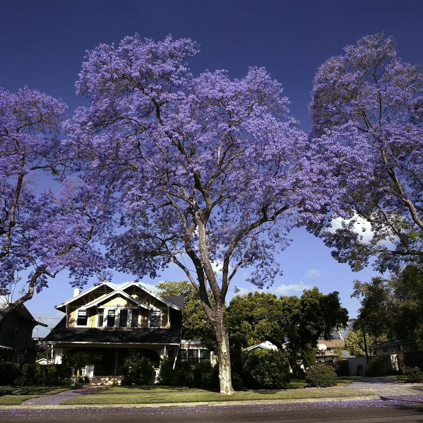 Go tree