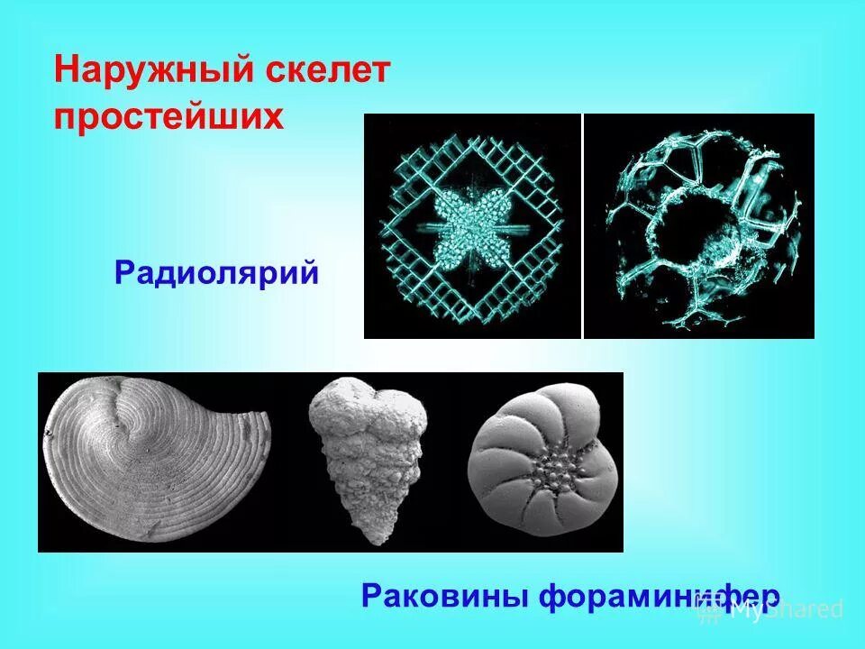 Внутренний скелет радиолярии. Внутренний скелет простейших. Скелет простейших. Одноклеточного организма феодарии. Наружный скелет простейших.