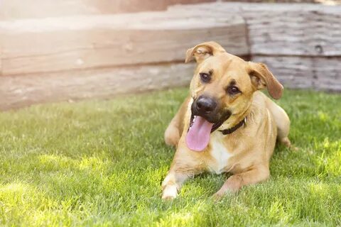 Dog is happy