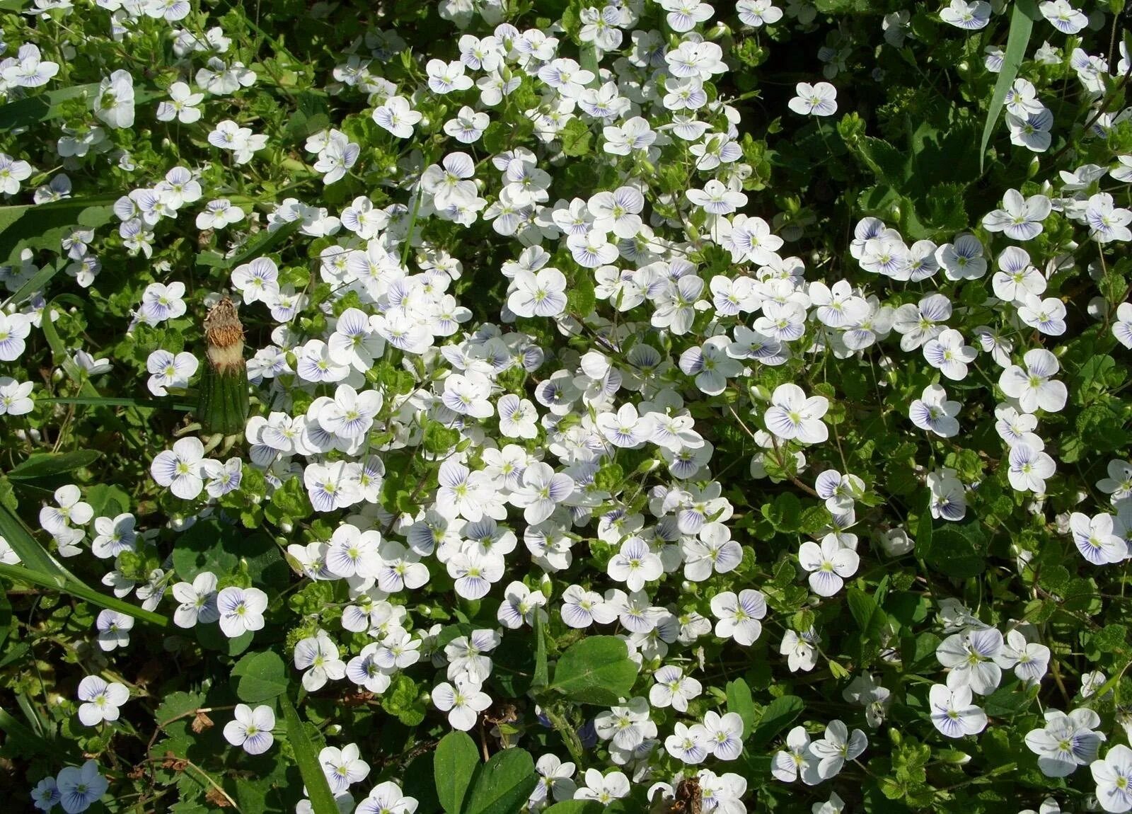 Низкое растение с белыми цветами. Гипсофила белая Луговая. Растение с маленькими белыми цветами. Садовое растение с маленькими белыми цветочками. Мелкие белые цветы.